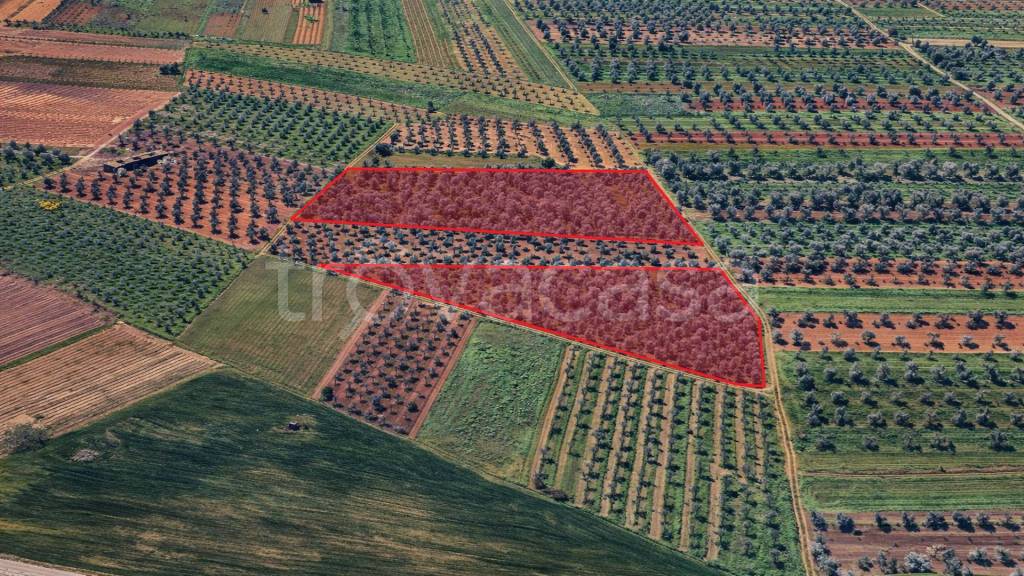 immagine annuncio 2 di 7