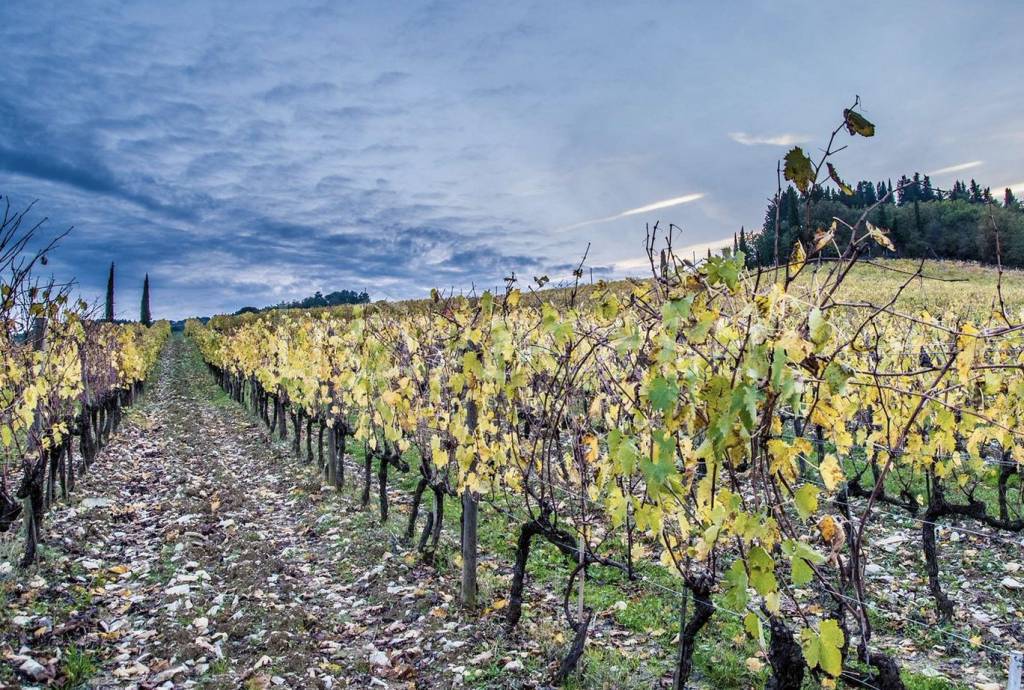 immagine annuncio 8 di 14