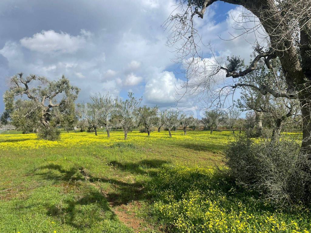 immagine annuncio 5 di 11