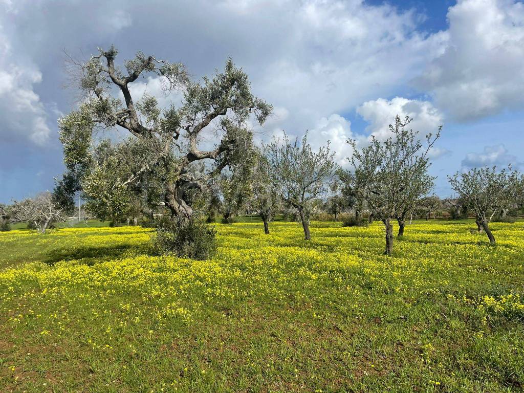 immagine annuncio 6 di 11