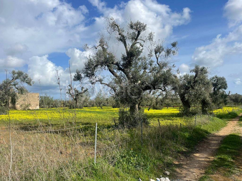 immagine annuncio 8 di 11