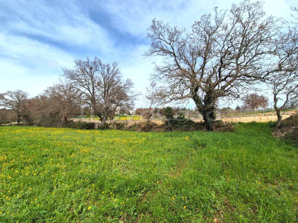 immagine annuncio 6 di 9