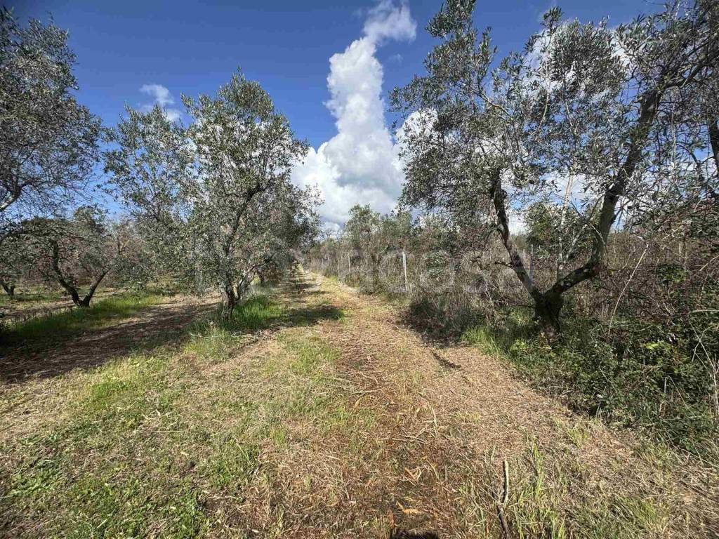 immagine annuncio 1 di 8