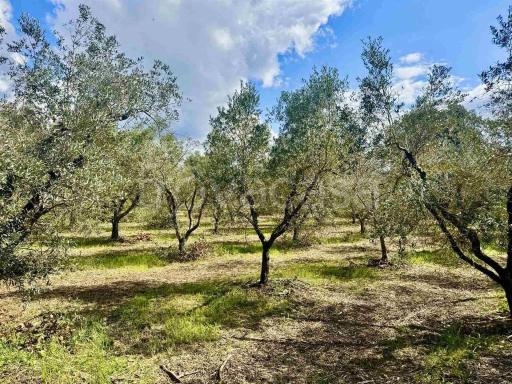 immagine annuncio 2 di 8