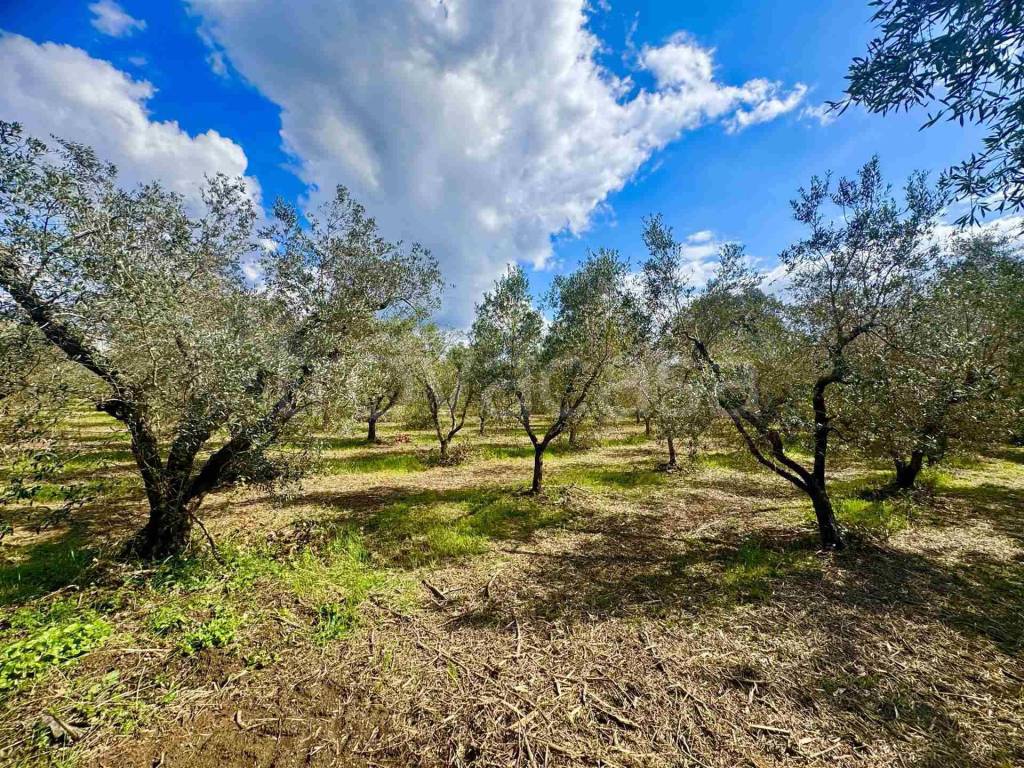 immagine annuncio 3 di 8