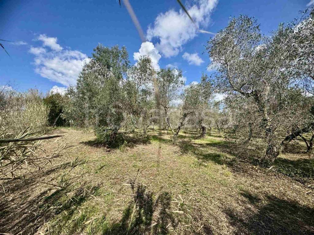 immagine annuncio 4 di 8