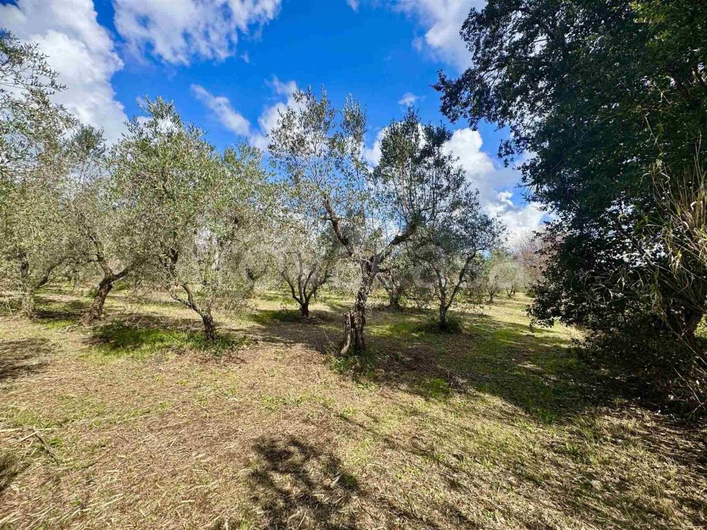 immagine annuncio 5 di 8