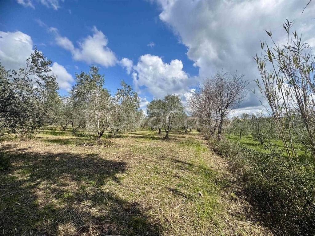 immagine annuncio 6 di 8