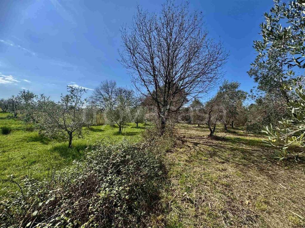 immagine annuncio 7 di 8