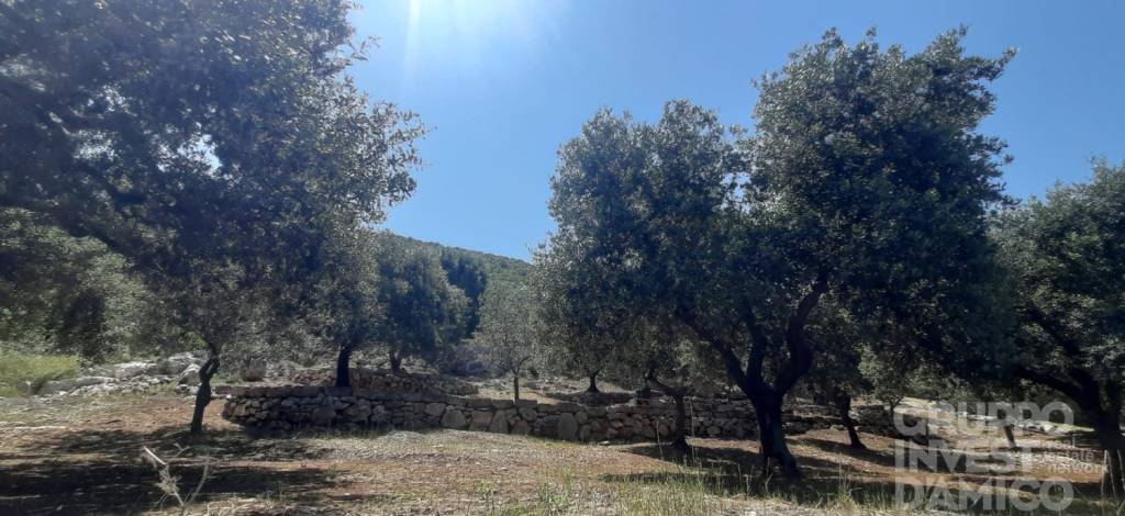 immagine annuncio 7 di 9