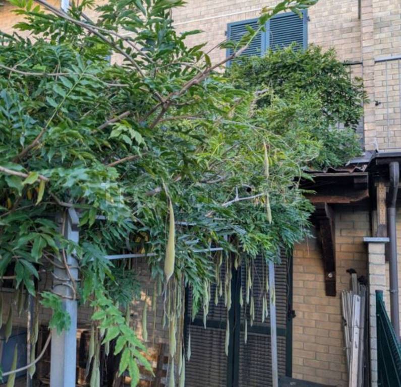 immagine annuncio 2 di 14