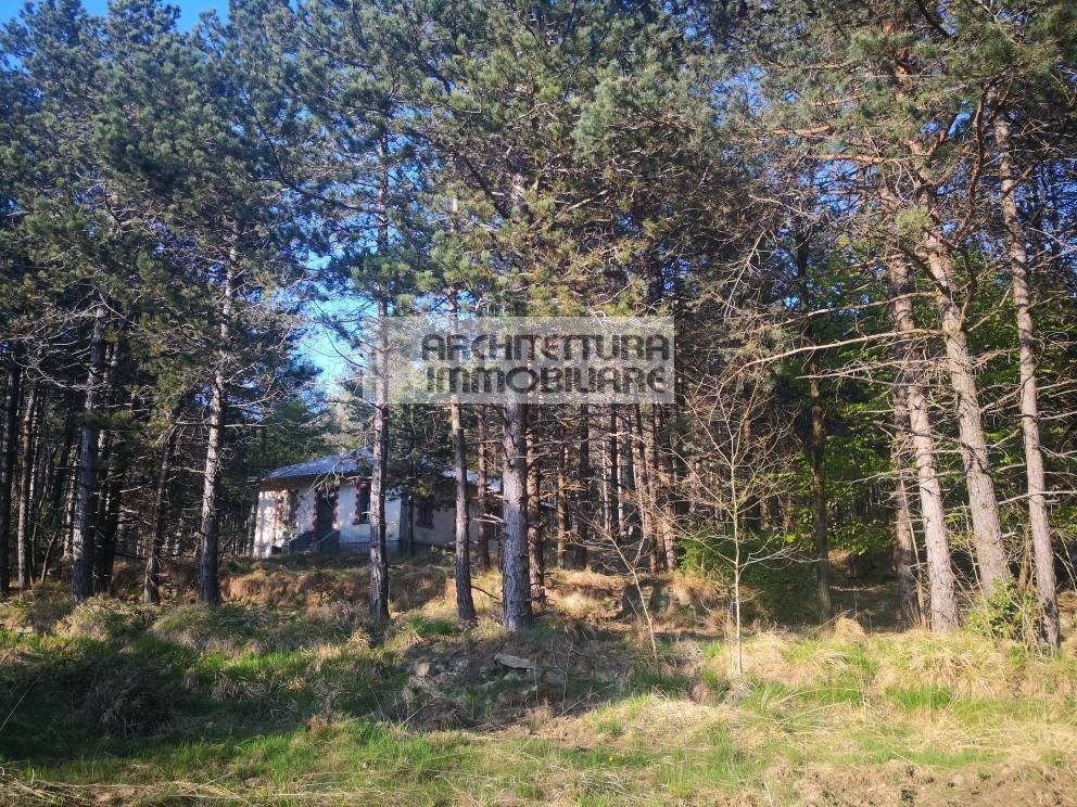 immagine annuncio 12 di 14