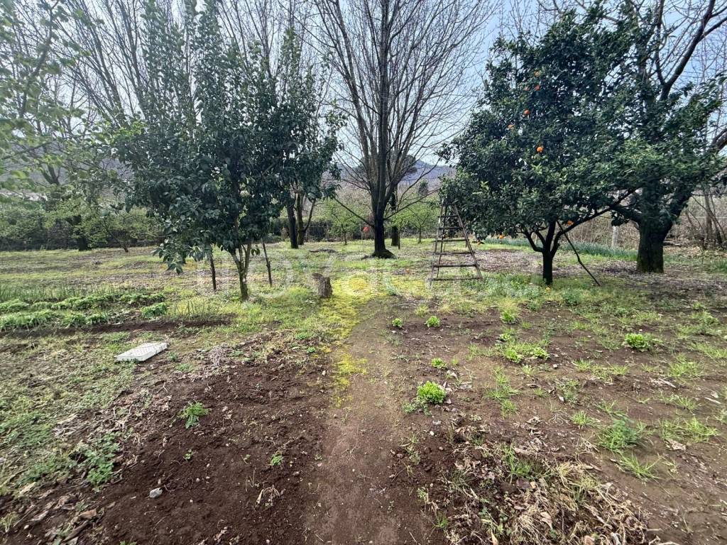 immagine annuncio 3 di 6