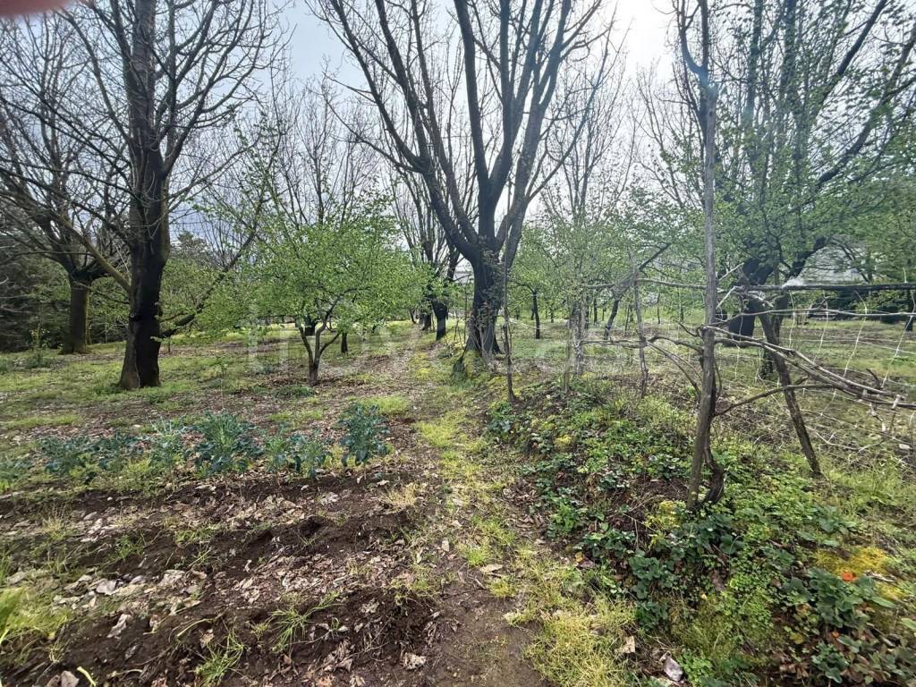 immagine annuncio 4 di 6