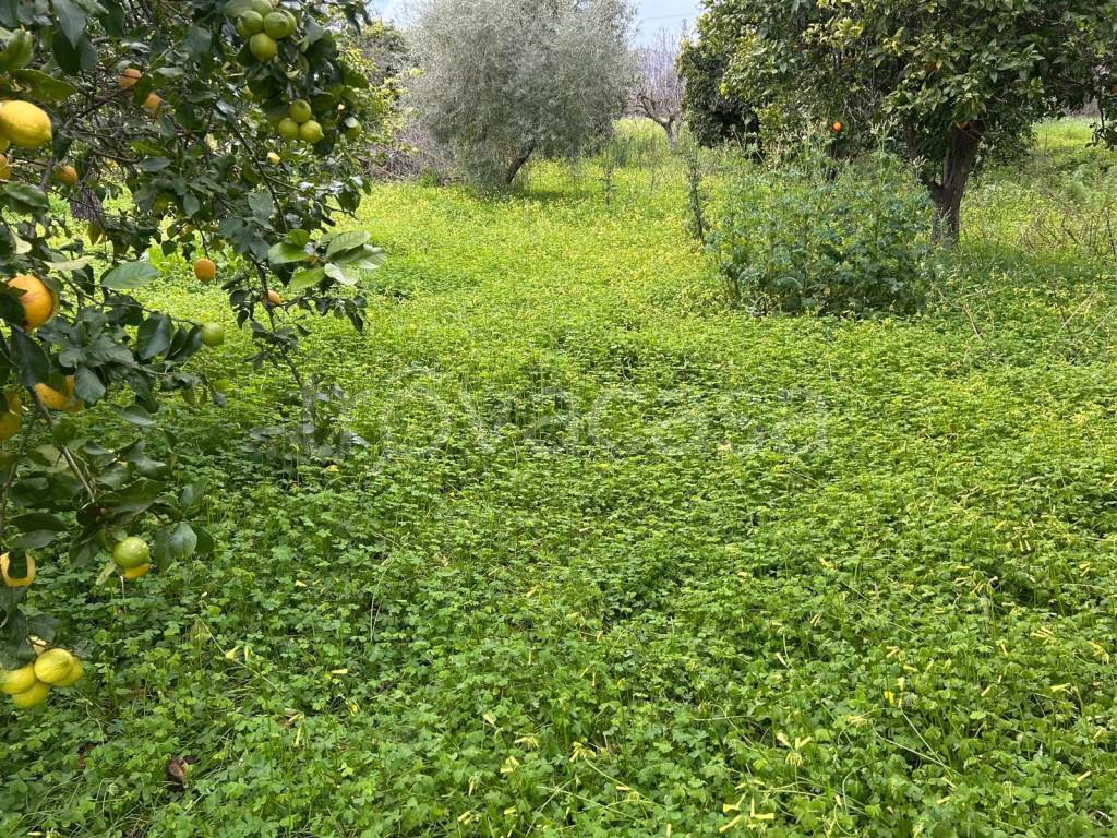 immagine annuncio 2 di 7