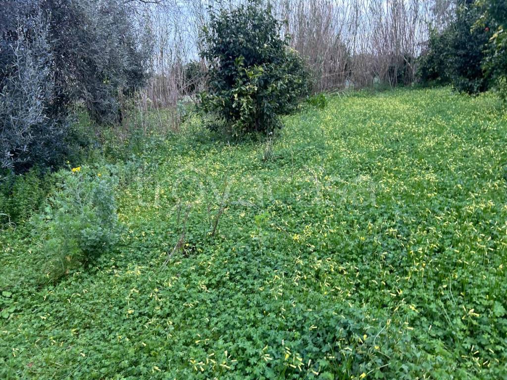 immagine annuncio 3 di 7