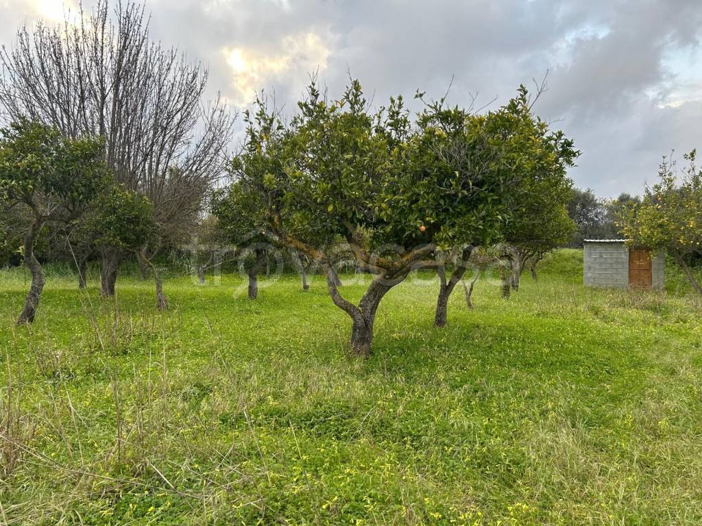 immagine annuncio 6 di 7