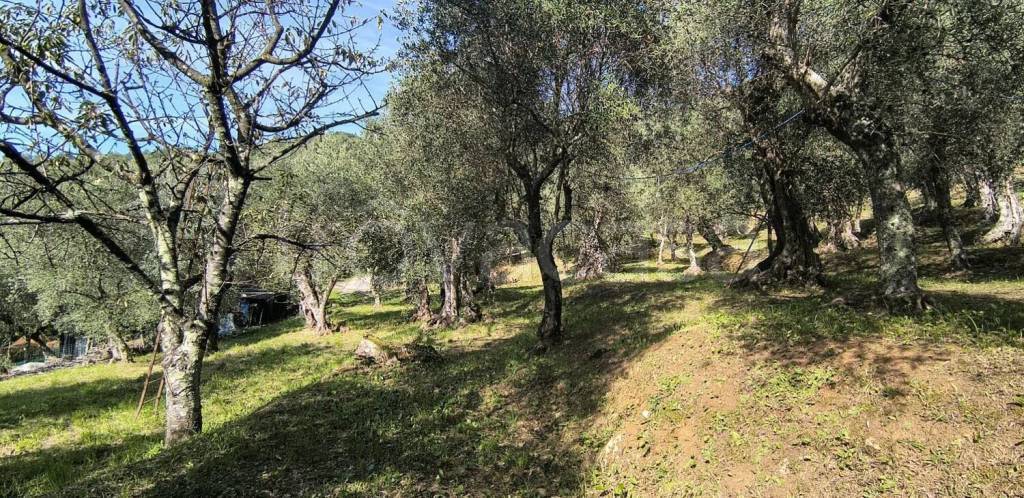 immagine annuncio 5 di 13