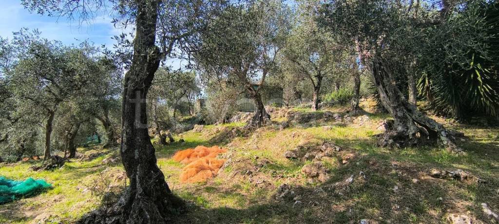 immagine annuncio 9 di 13