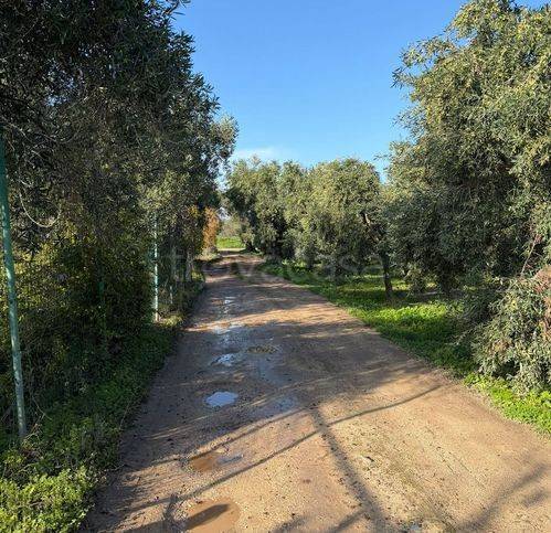 immagine annuncio 3 di 11