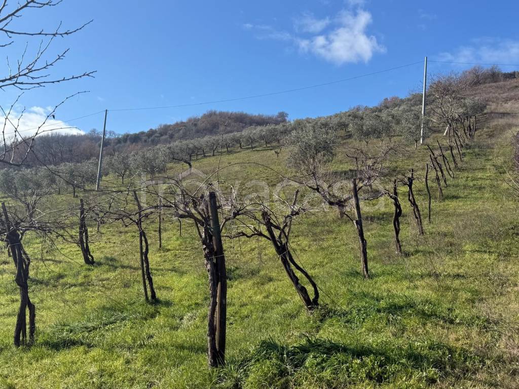 immagine annuncio 1 di 14