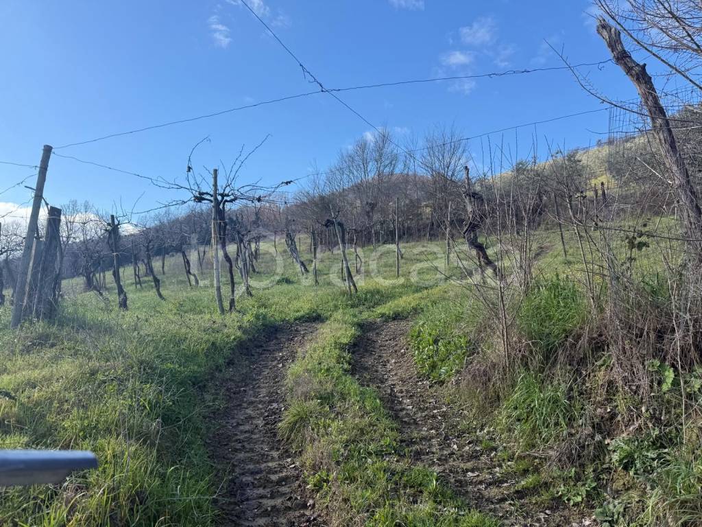 immagine annuncio 2 di 14