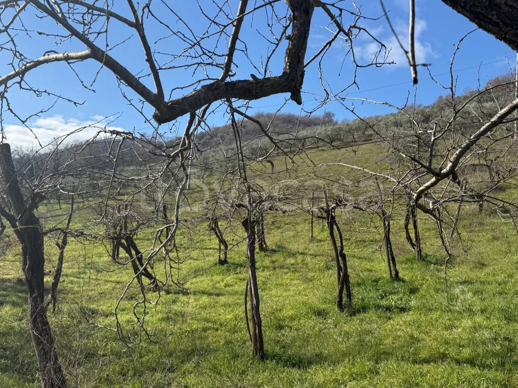 immagine annuncio 12 di 14