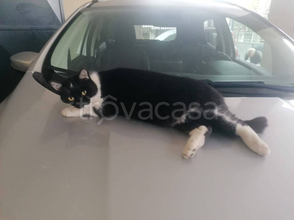 immagine annuncio 10 di 11