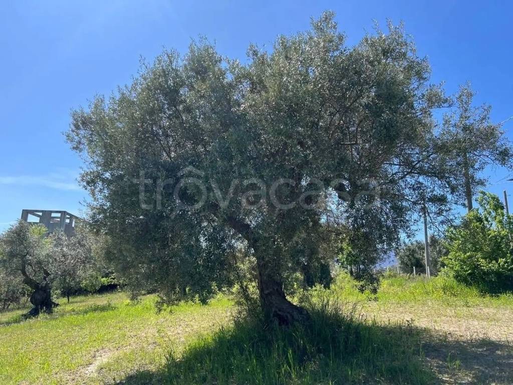 immagine annuncio 4 di 6