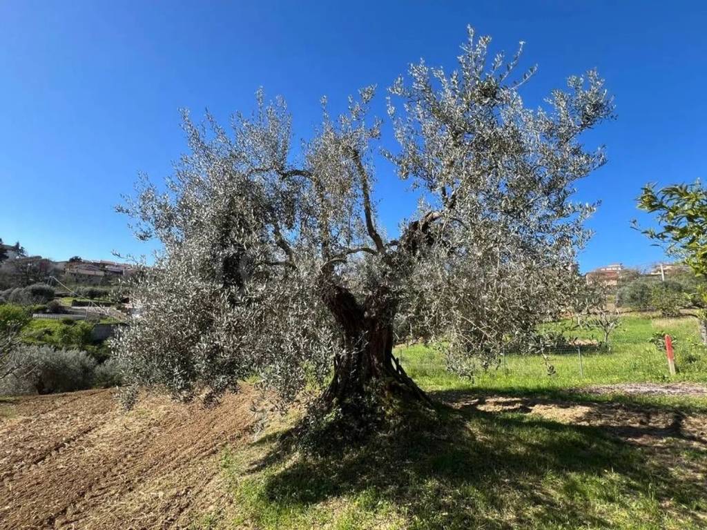 immagine annuncio 11 di 15