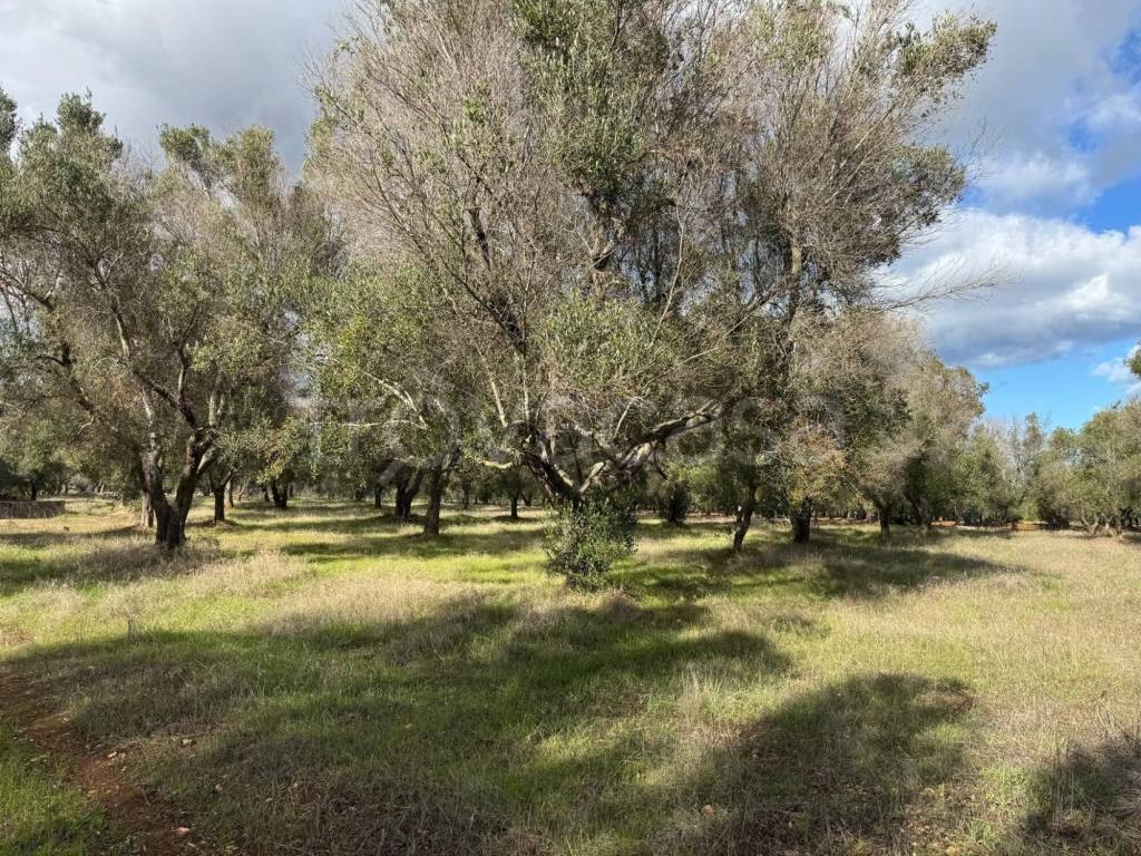 immagine annuncio 8 di 13