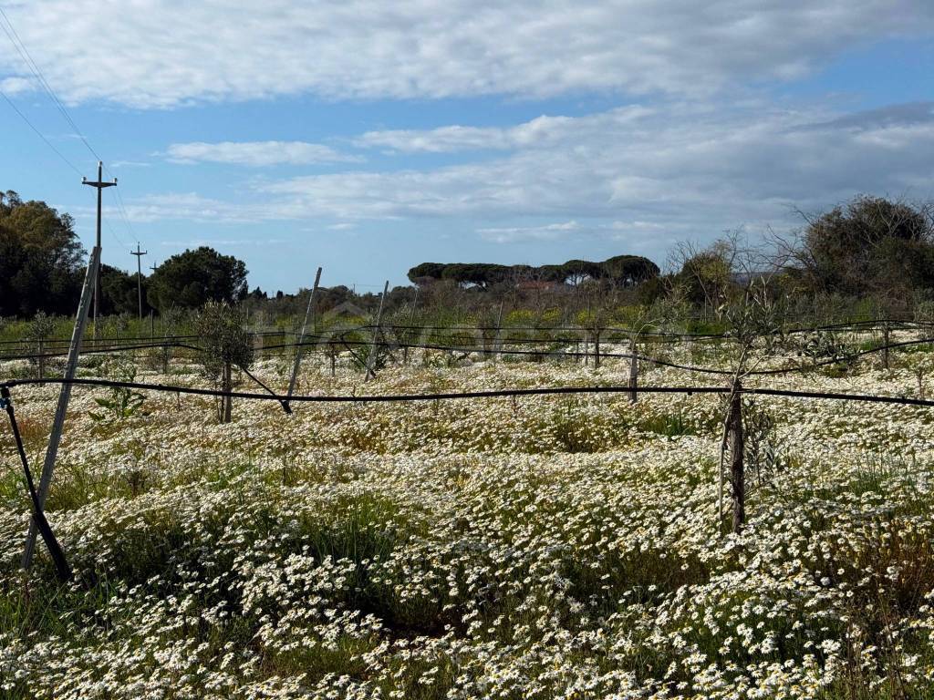 immagine annuncio 1 di 8