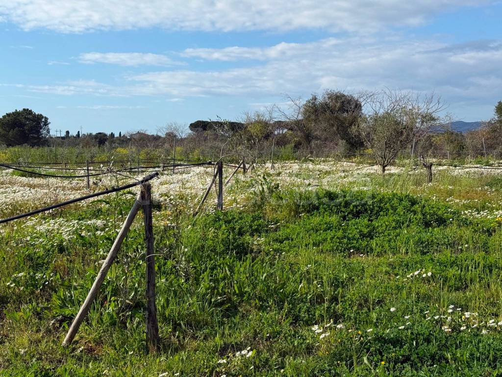 immagine annuncio 3 di 8