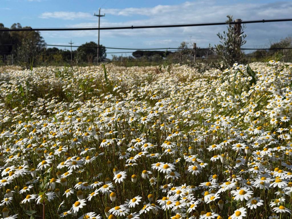 immagine annuncio 6 di 8