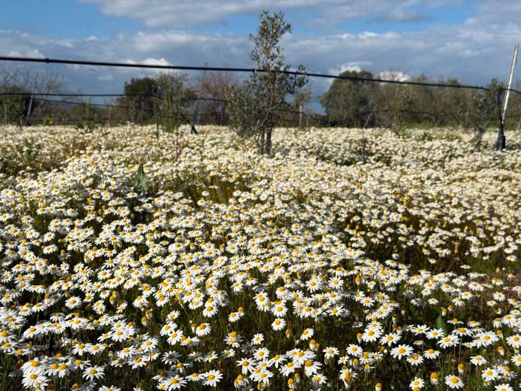 immagine annuncio 7 di 8