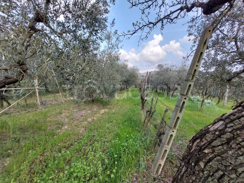 immagine annuncio 2 di 14