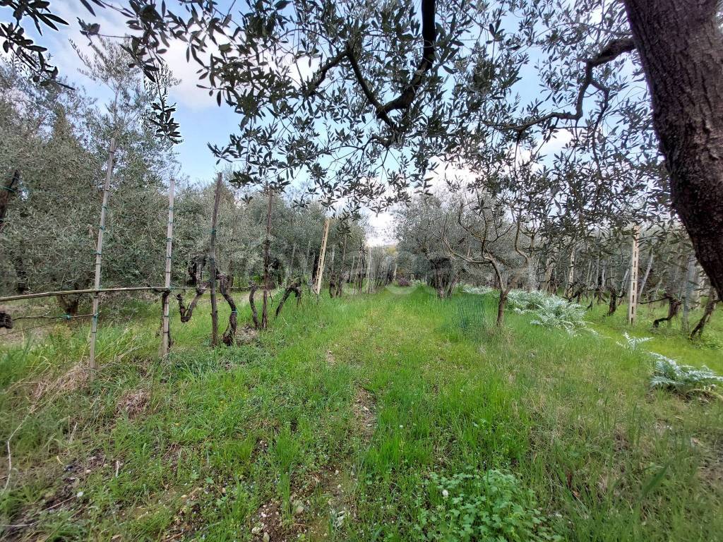 immagine annuncio 3 di 14