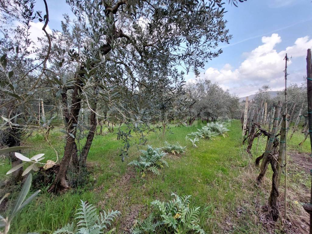 immagine annuncio 4 di 14