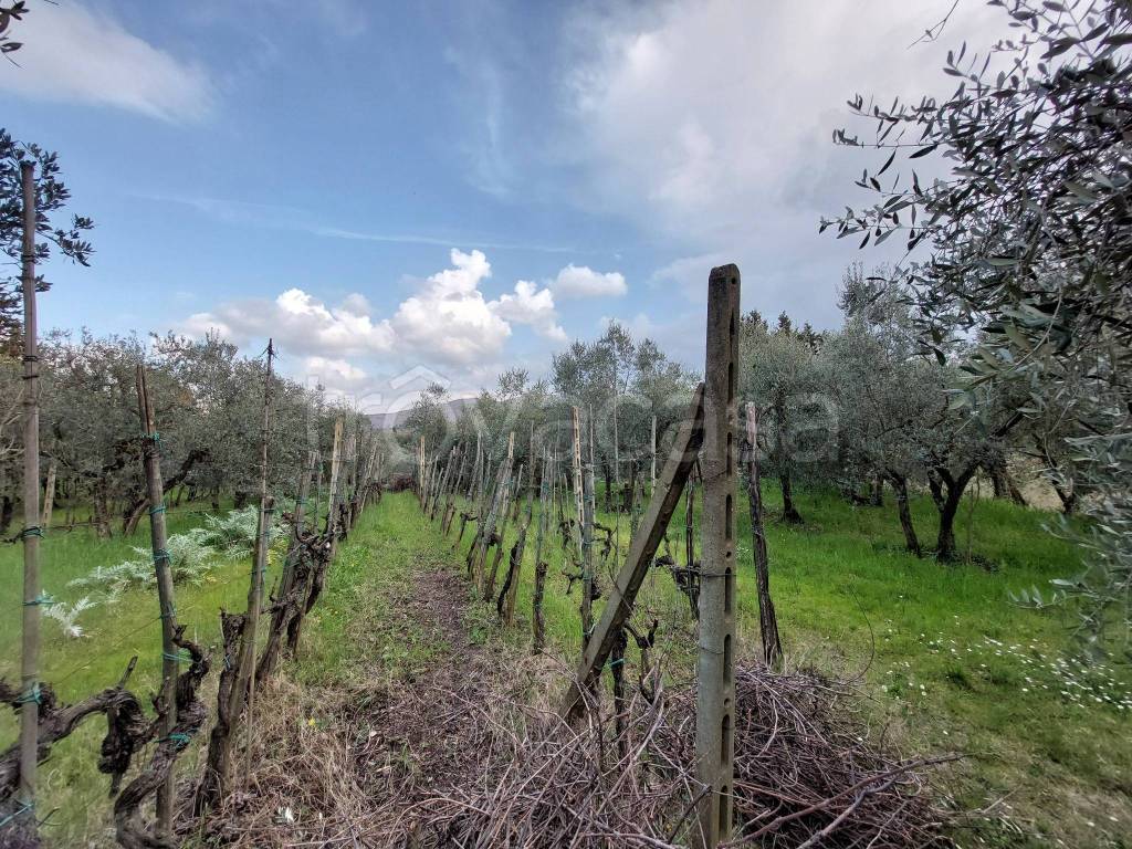 immagine annuncio 5 di 14