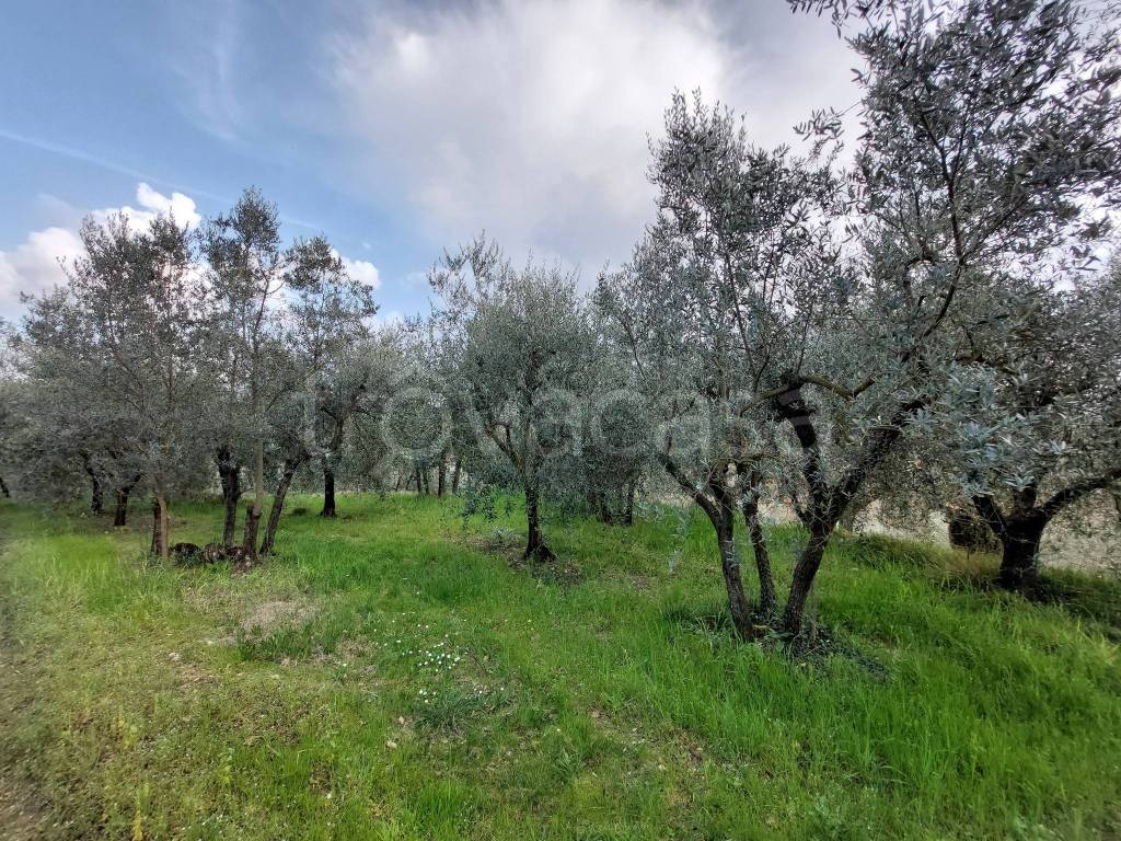 immagine annuncio 6 di 14