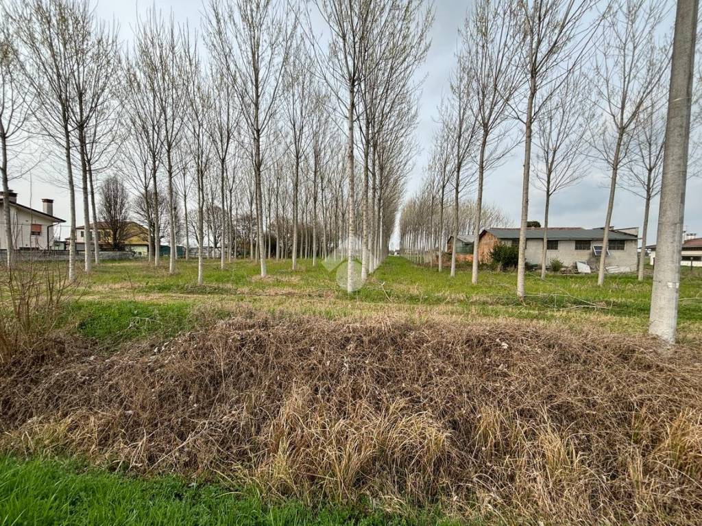 immagine annuncio 4 di 7