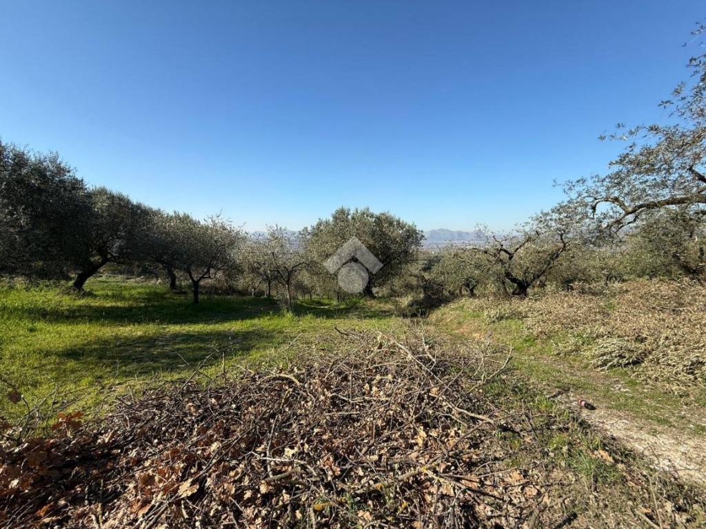 immagine annuncio 1 di 9