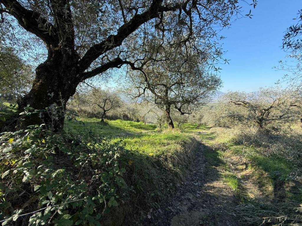 immagine annuncio 2 di 9