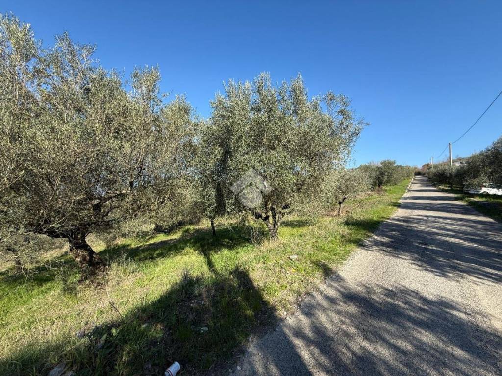 immagine annuncio 3 di 9