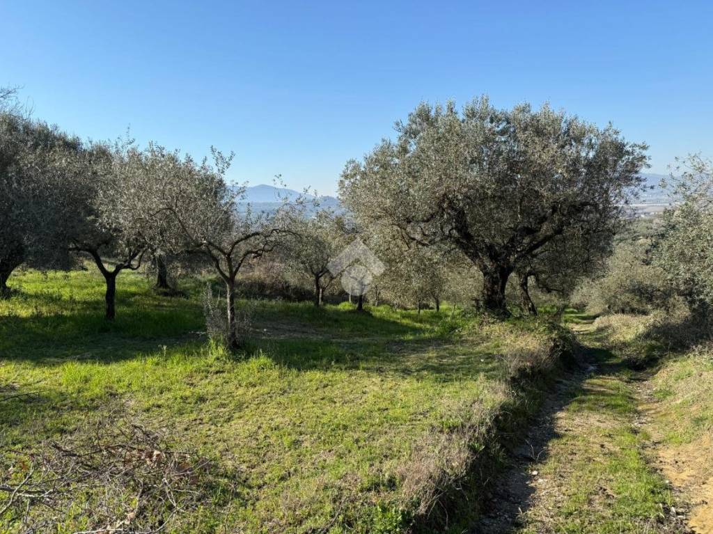 immagine annuncio 5 di 9