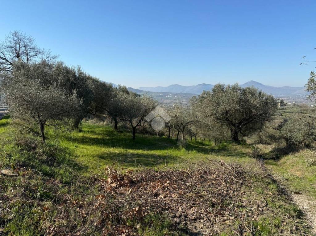 immagine annuncio 6 di 9