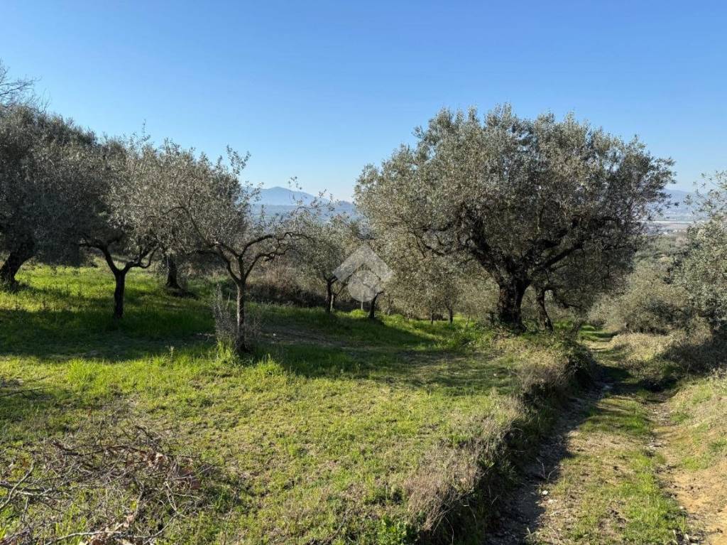 immagine annuncio 7 di 9