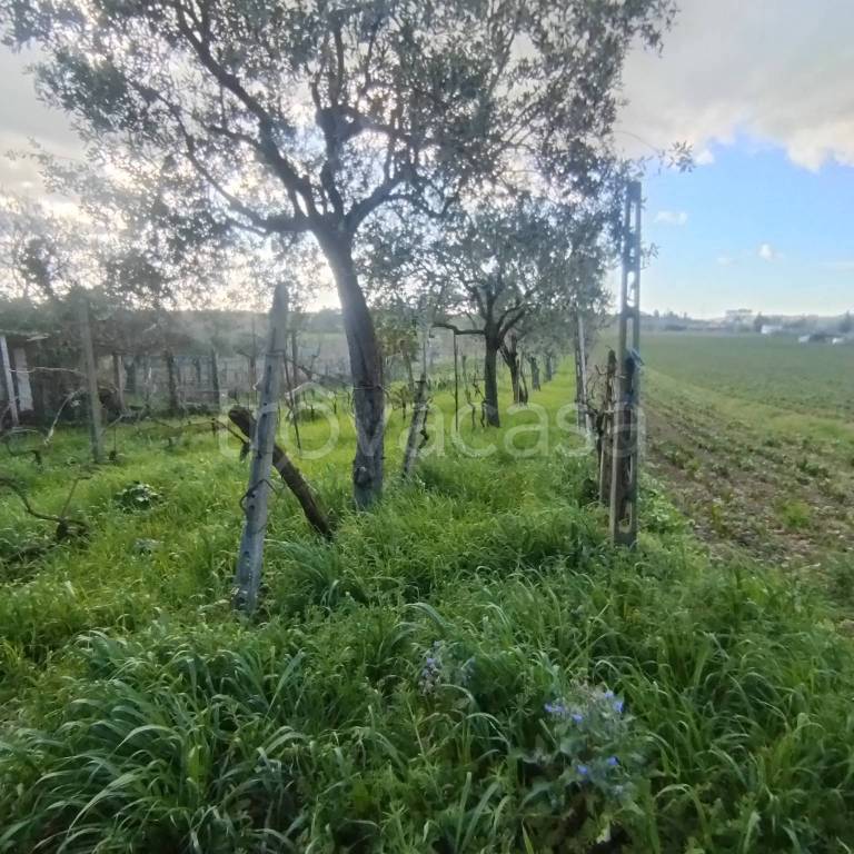 immagine annuncio 12 di 14