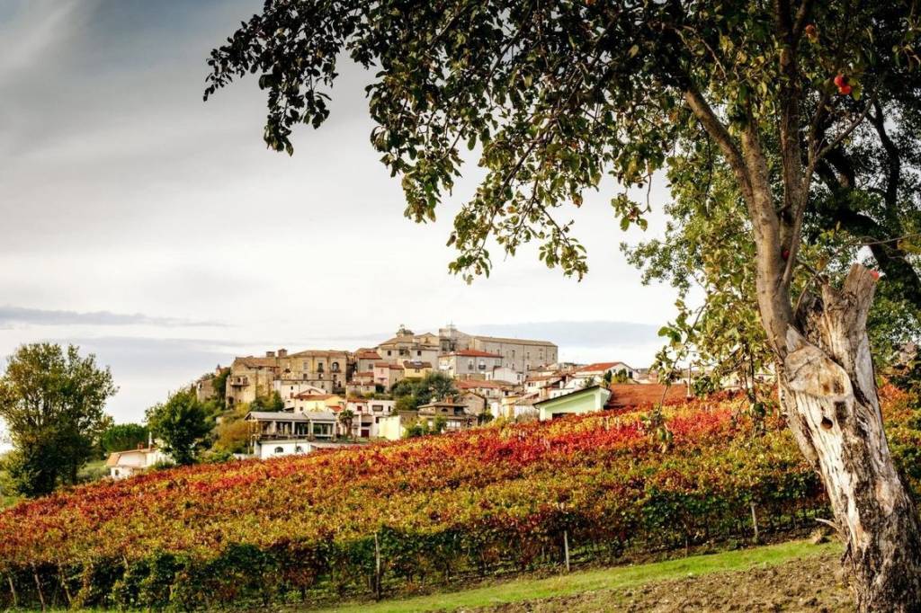 immagine annuncio 10 di 14