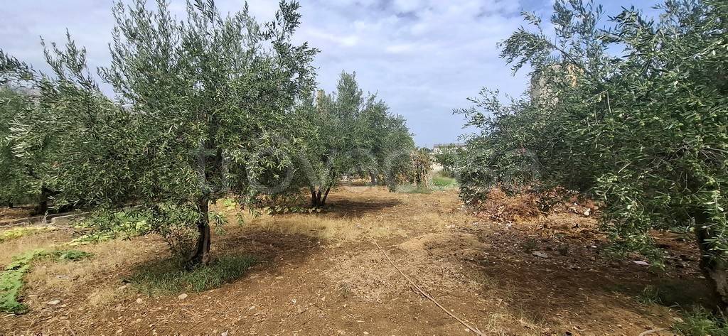 immagine annuncio 3 di 6